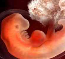 Porodniški 3 tedne po spočetju in nosečnosti: Kaj se zgodi v ženskem telesu