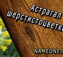 Astragalus sherstistotsvetkovy terapevtske lastnosti, uporaba, kontraindikacije