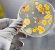 Bakterije v urinu med nosečnostjo