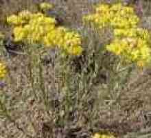 Helichrysum (H. arenarium): koristne lastnosti in aplikacije