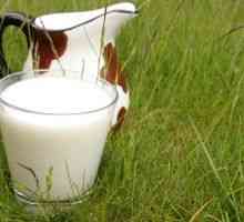 Bruceloza: če lahko kozarec mleka nevarna