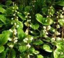 Zelenkovke rotundifolia - opis uporabnih lastnosti, uporaba