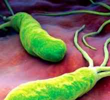 Helicobacter pylori: Simptomi in zdravljenje