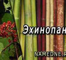 Ehinopanaks - zdravilne lastnosti