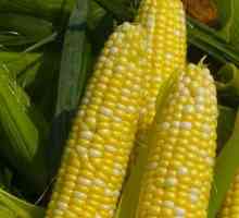 Corn zdravilne lastnosti