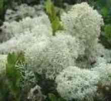 Lichen (glive) - opis uporabnih lastnosti, uporaba