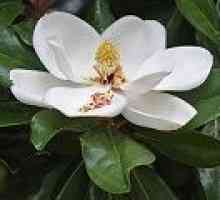 Magnolia - opis uporabnih lastnosti, uporaba