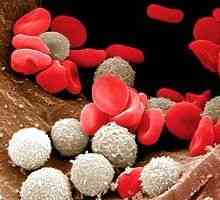 Norma število belih krvnih celic pri otrocih