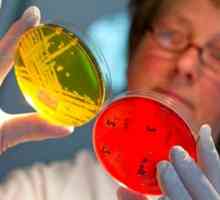 Kaj sporoča Staphylococcus aureus v blatu pri dojenčkih