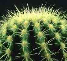 Opuntia - kaktus (vrste in vzdrževanja) - opis uporabnih lastnosti, uporaba