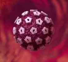 HPV in nosečnost: diagnoza, posledice in zdravljenje