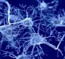 Pomoč posebne nevrone iz človeških možganov v zaznavanju okusa