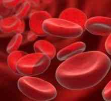 Povečanje števila levkocitov v krvi: levkocitoza