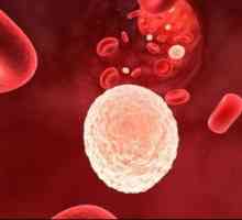 Povečana belih krvnih celic v urinu med nosečnostjo