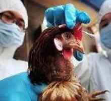 Bird Flu: Vzroki, simptomi, zdravljenje