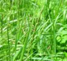 Wheatgrass - opis uporabnih lastnosti, uporaba