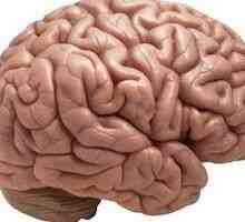 Tvegano človek ima zelo drugačno delovanje možganov!