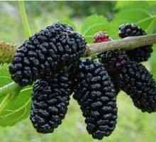Mulberry (Mulberry črna) - opis uporabnih lastnosti, uporaba