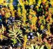 Šikša ali črno crowberry (trava): koristne lastnosti