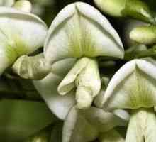 Sophora japonica - opis uporabnih lastnosti, uporaba