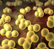 Staphylococcus aureus: Simptomi in zdravljenje