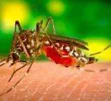 Cepivo proti malariji bo pomagal zaščititi pred rakom