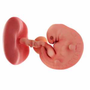 7 Tednov nosečnosti počutijo ženske in razvoj zarodka