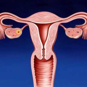Kanal materničnega vratu: bolezni in zdravljenje
