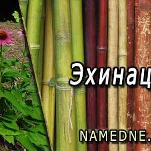 Echinacea - zdravilne lastnosti