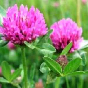 Trifolium pratense (črna detelja) - opis uporabnih lastnosti, uporaba