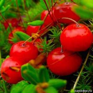 Cranberry zdravilne lastnosti