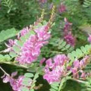 Sweetvetch (Hedysarum čaj, rdeči koren) - opis uporabnih lastnosti, uporaba