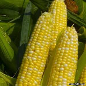 Corn zdravilne lastnosti