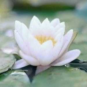 Bela vodne lilije - opis uporabnih lastnosti, uporaba