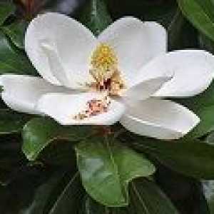 Magnolia - opis uporabnih lastnosti, uporaba