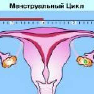 Normalni menstrualni ciklus pri ženskah