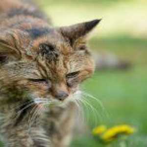 Značilnosti in metode zdravljenja raka pri mačkah