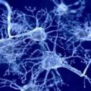 Pomoč posebne nevrone iz človeških možganov v zaznavanju okusa