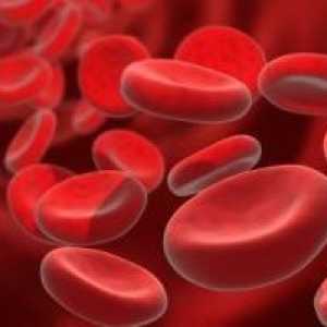 Povečanje števila levkocitov v krvi: levkocitoza
