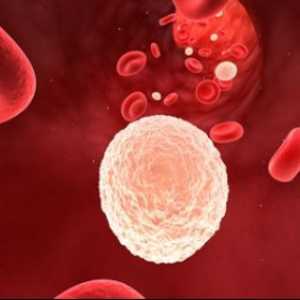 Povečana belih krvnih celic v urinu med nosečnostjo