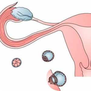 Znaki ovulacijo občutkov