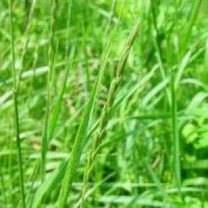 Wheatgrass - opis uporabnih lastnosti, uporaba
