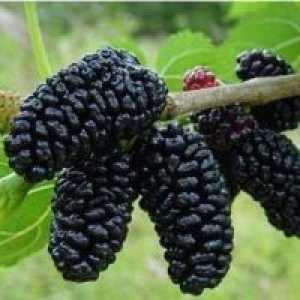 Mulberry (Mulberry črna) - opis uporabnih lastnosti, uporaba
