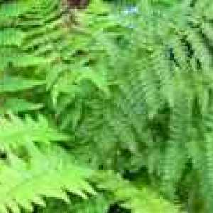 Dryopteris (rastlina): terapevtske lastnosti in uporaba