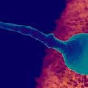 Kako dolgo živi jajčece po ovulaciji?