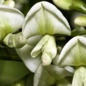 Sophora japonica - opis uporabnih lastnosti, uporaba