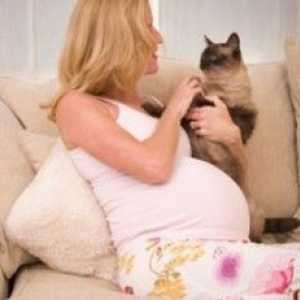 Toksoplazmoza v nosečnosti