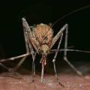 Virus Zika bo kmalu v Evropi
